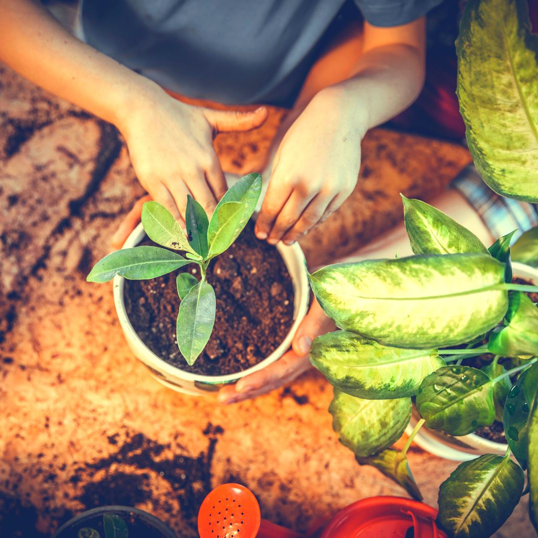How To Protect Plants - 8 Simple Plant Care Tips  Lazy Gardener - Online  Gardening Store India