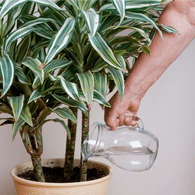 10 Low Maintenance Indoor Plants In India | Easy To Care Plants  Lazy  Gardener - Online Gardening Store India