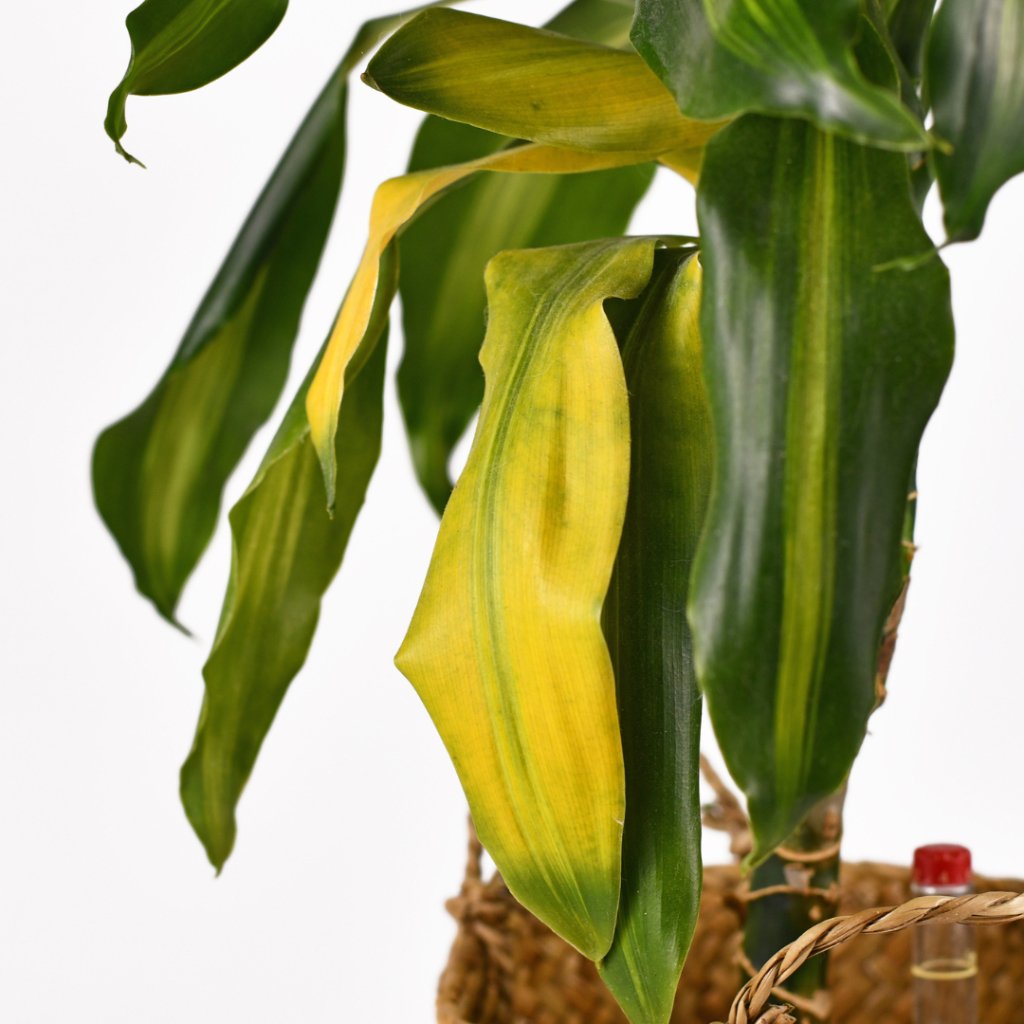 botanical coffee plant Coffee  BIOS APOTHECARY