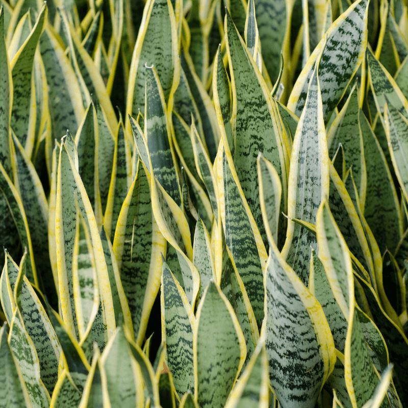 discount indoor plants Popular Houseplant 6-pack: Easy Plant Variety Pack – Cute & Unique Plants
