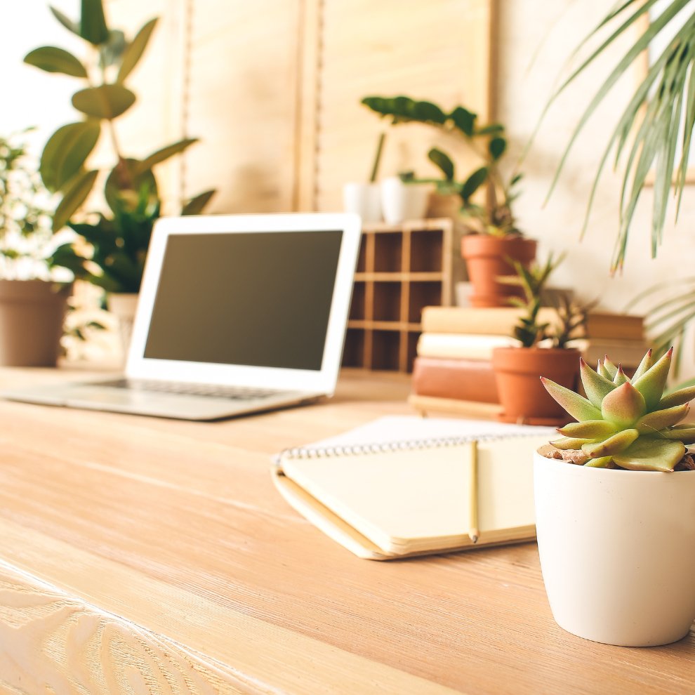 Top 15 Office Plants to Boost Your Workspace Ambience  Lazy Gardener -  Online Gardening Store India