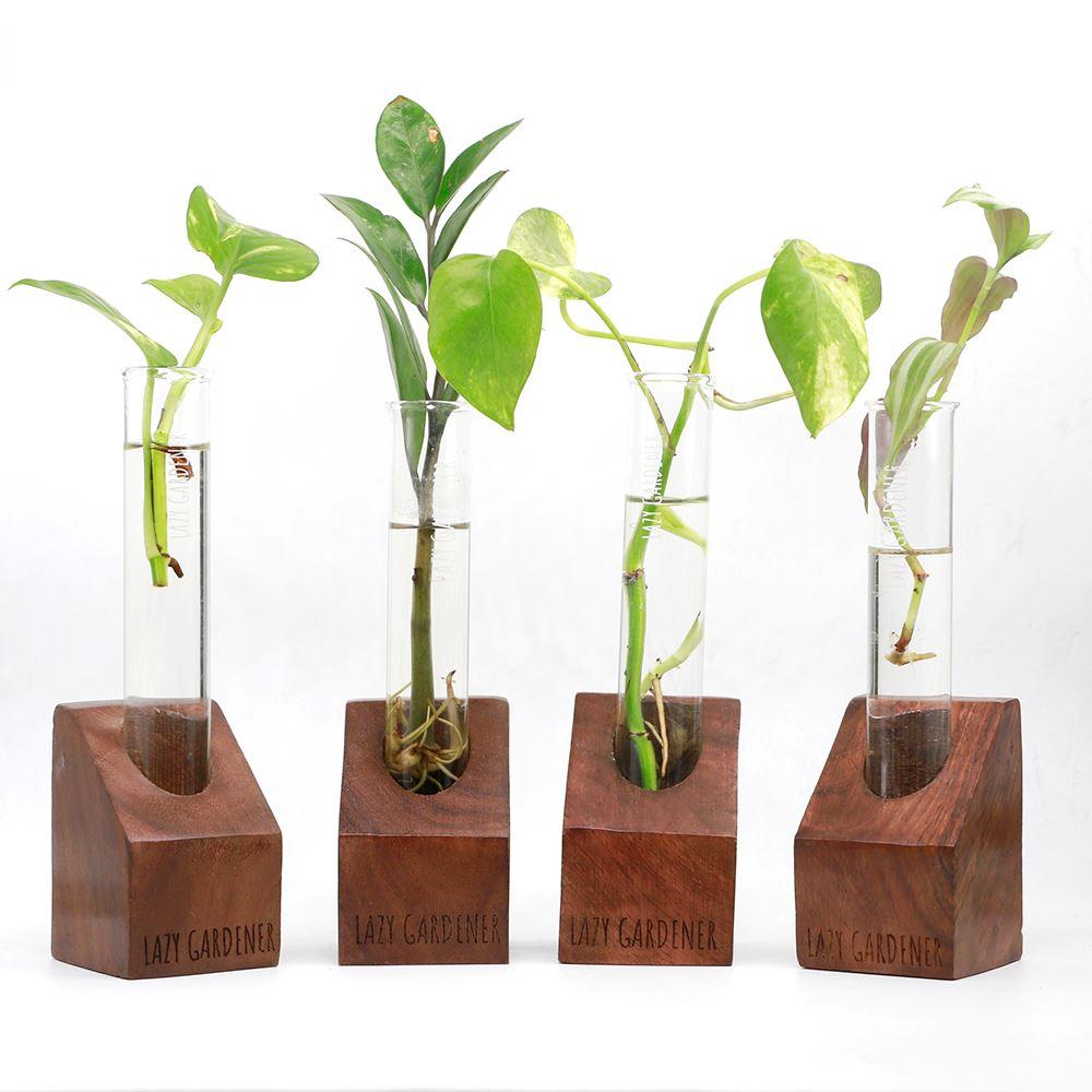 Propagation Station Mini - Sheesham wood Wooden single test tube planter LazyGardener 4