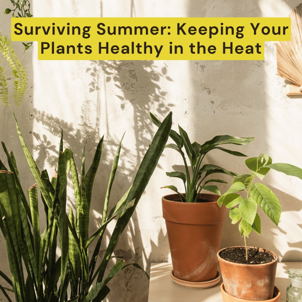 Caring for Your Plants in Scorching Heat: Essential Tips and Fertilize ...