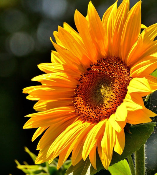 Top 10 Summer Flowering Plants &amp; Best Vegetables to Grow in Indian Home Gardens