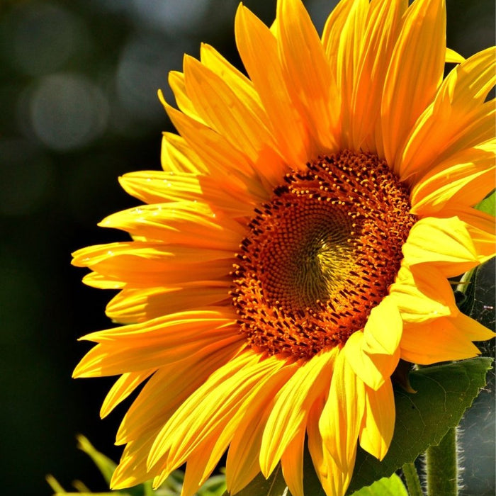 Top 10 Summer Flowering Plants &amp; Best Vegetables to Grow in Indian Home Gardens