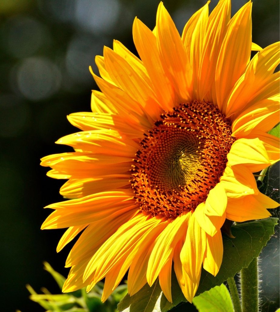 Top 10 Summer Flowering Plants &amp; Best Vegetables to Grow in Indian Home Gardens