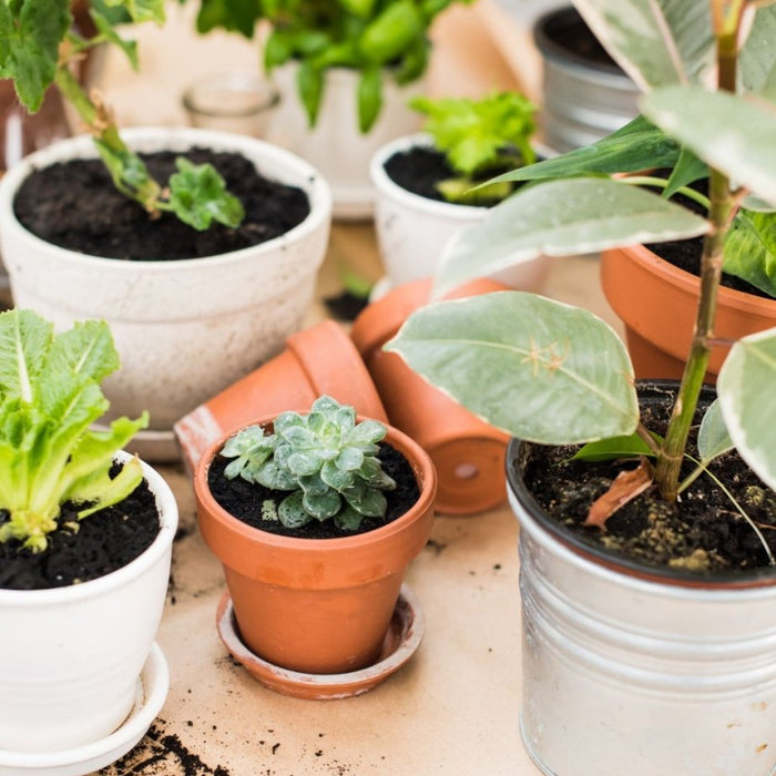 Essential Summer Gardening Tips for Indian Homes