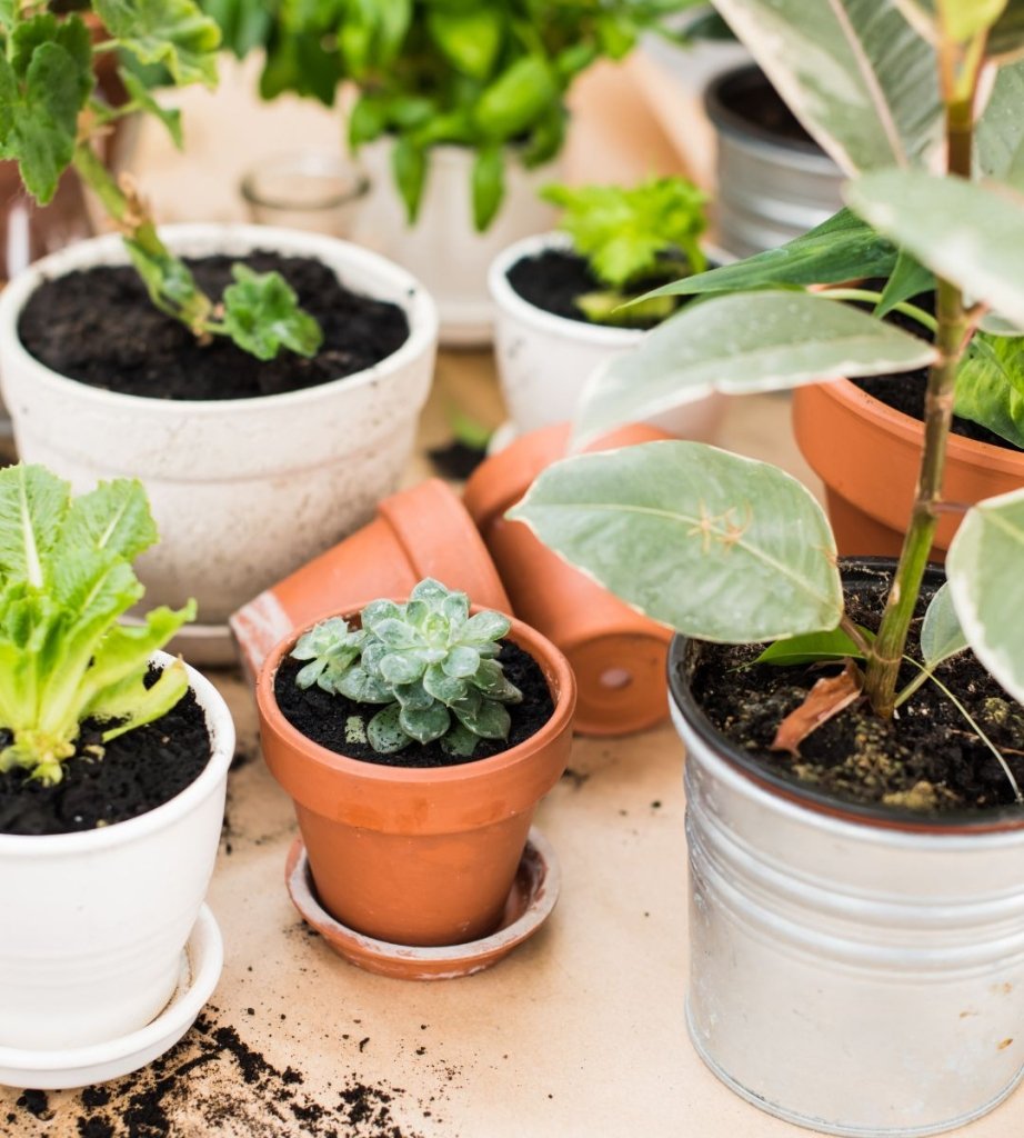 Essential Summer Gardening Tips for Indian Homes