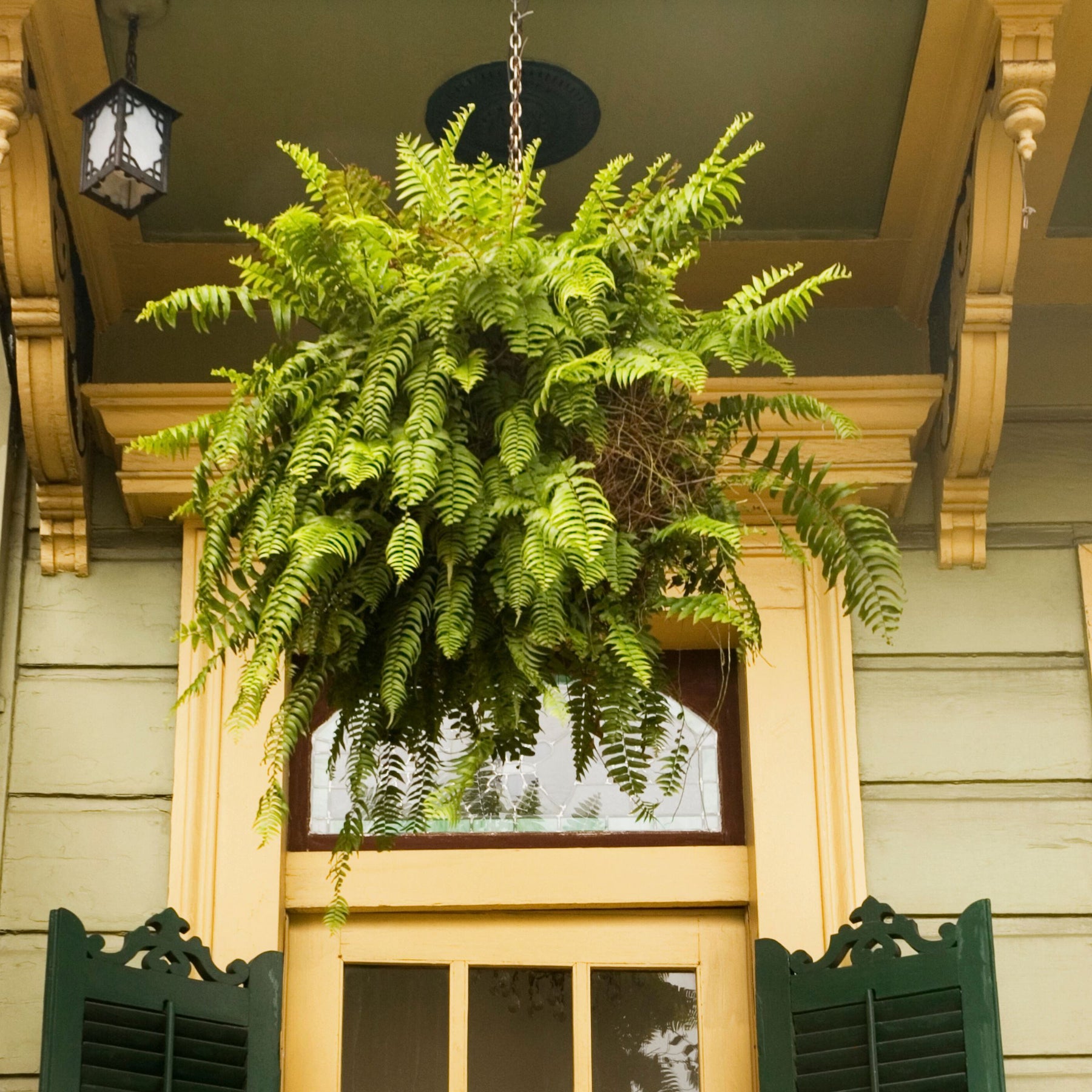 Best Hanging basket plants