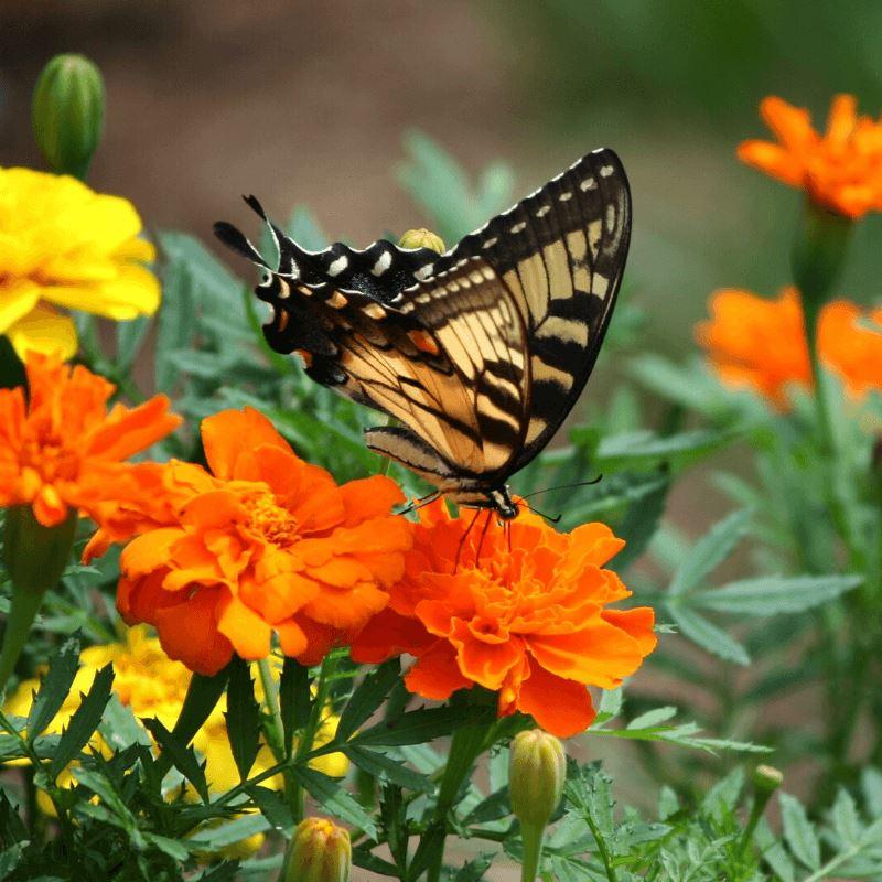 Easy to grow plants in Winter