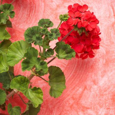 Growing Geranium from seeds