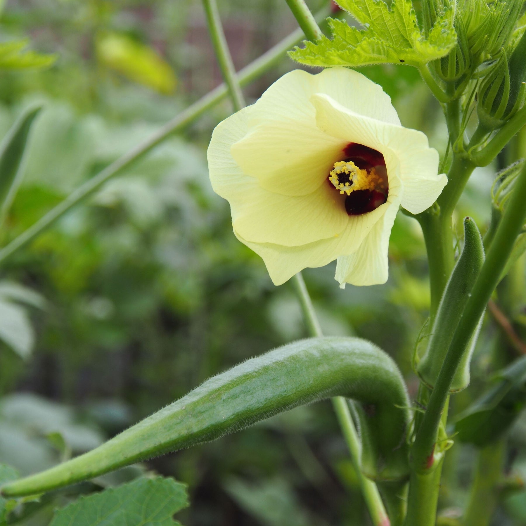 How to grow OKRA/ Lady Finger/Bhindi from seeds in pot at Home?
