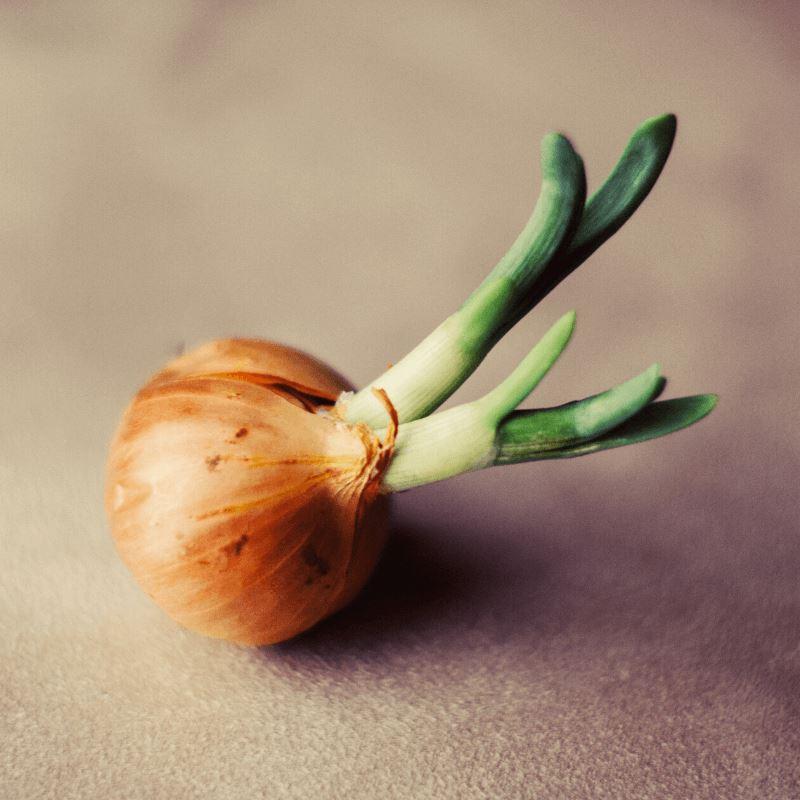 How to grow onions from seeds and from bulbs at home?