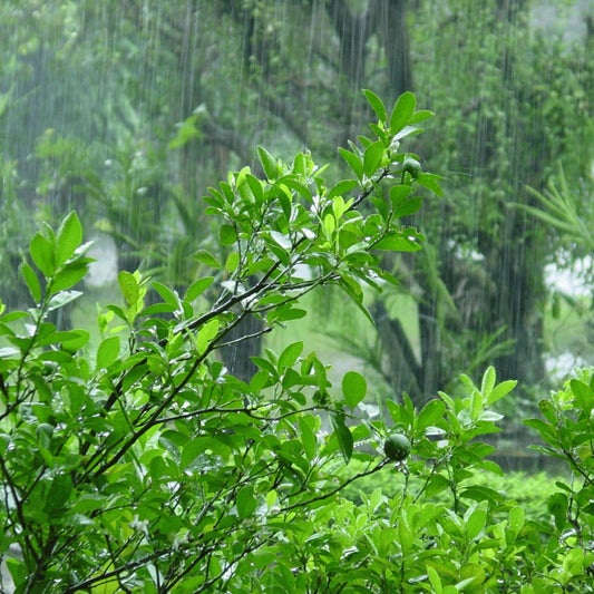 Essential Monsoon Gardening Tips: How to Prepare Your Garden for the Rainy Season