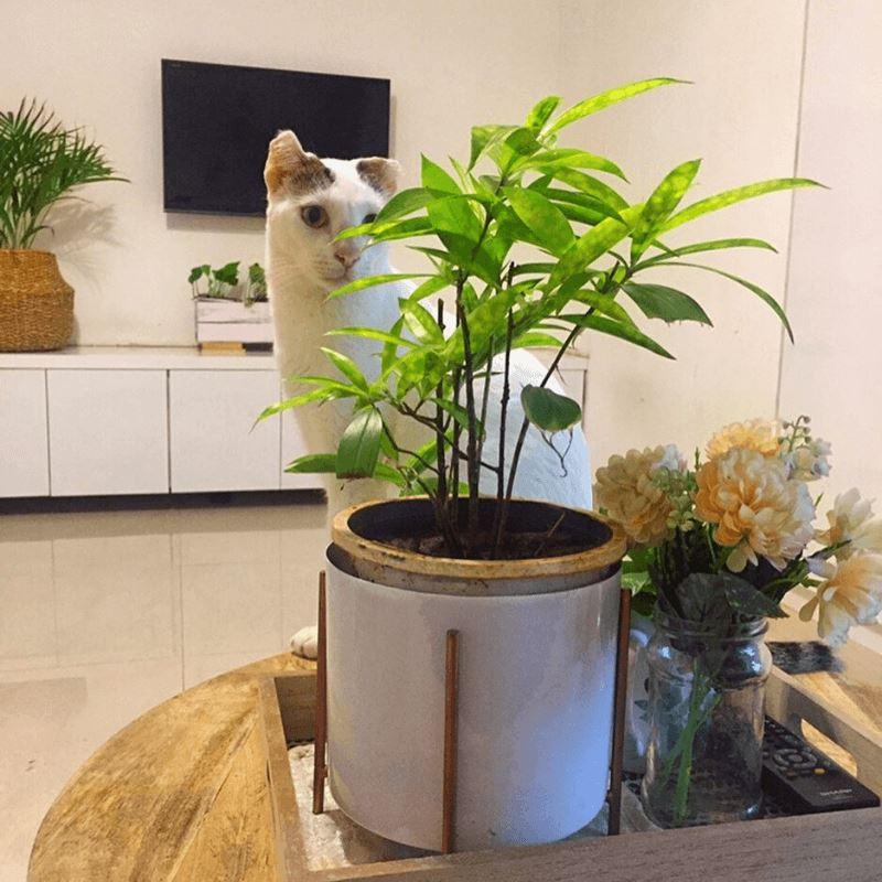 List of Plants that are Poisonous to your Pets.