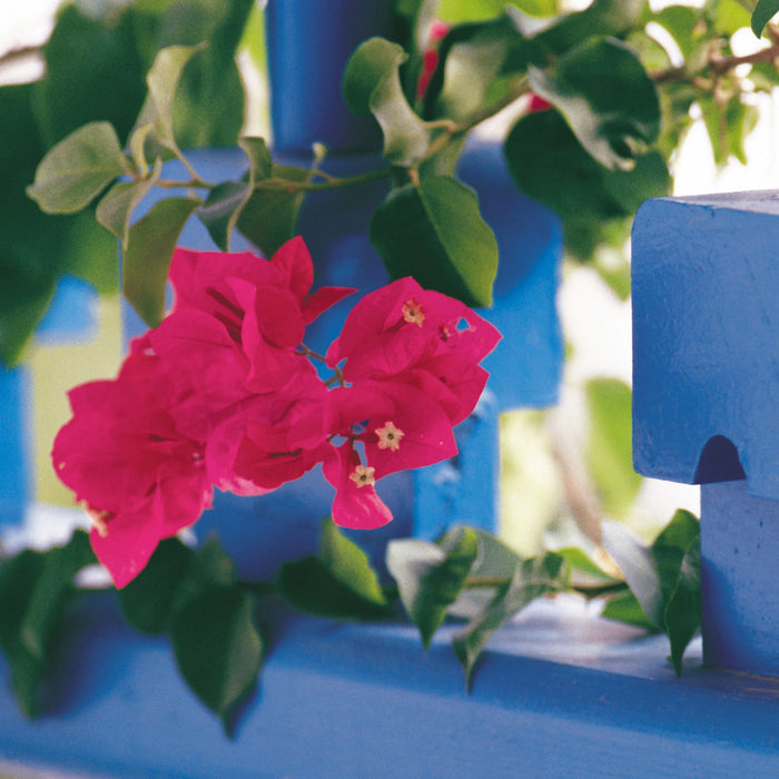 List of some best Perennial plants