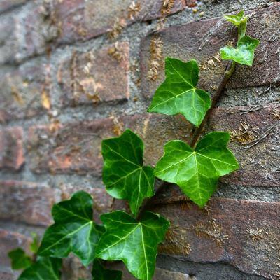 Top 10 Trailing plants