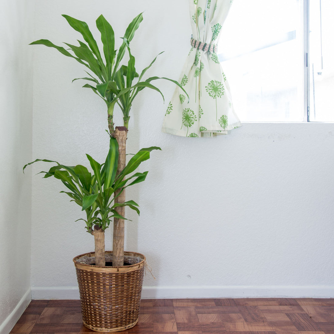 Top 5 Easy to care but Underrated plants