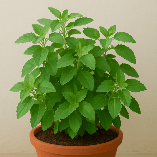 How to Care for Your Tulsi Plant in Winter (The Lazy Gardener Way!)