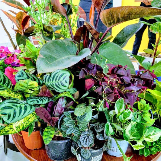 What to do when you bought a new plant home?