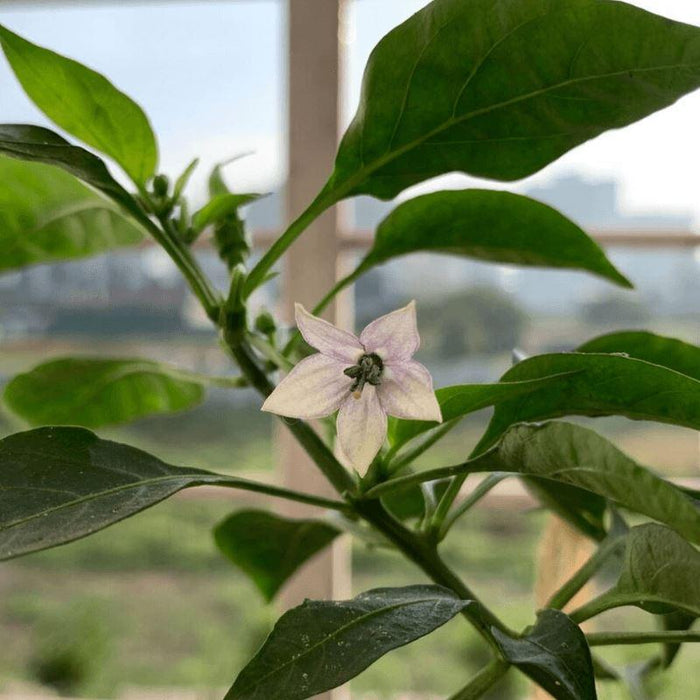 Why my Chilly plant flowers are falling off?