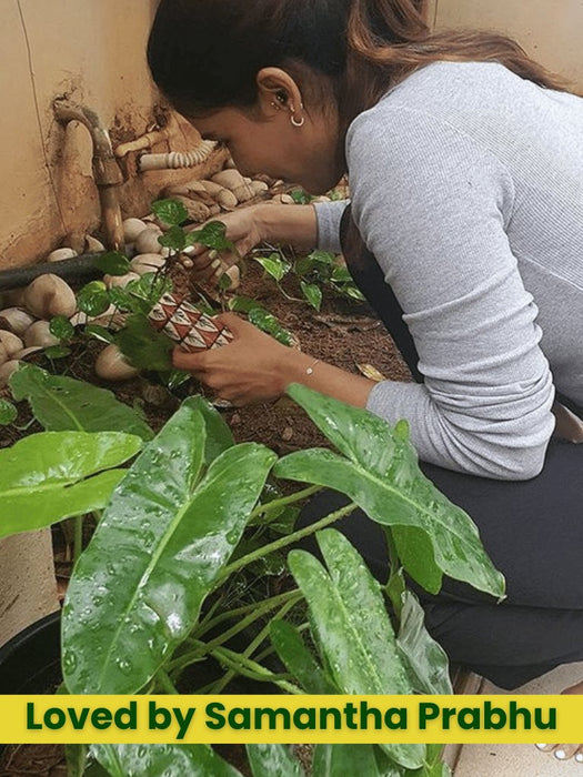 Magnetic Planters - Fridge Magnet Vase