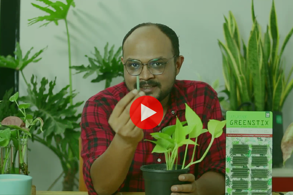 Load video: How to feed plants using plant food sticks?