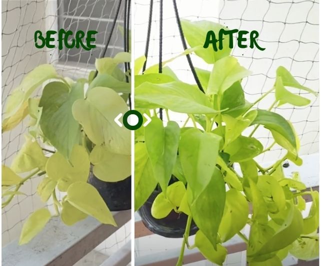 plant food stick.jpg