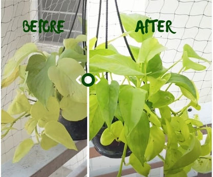 plant food stick.jpg