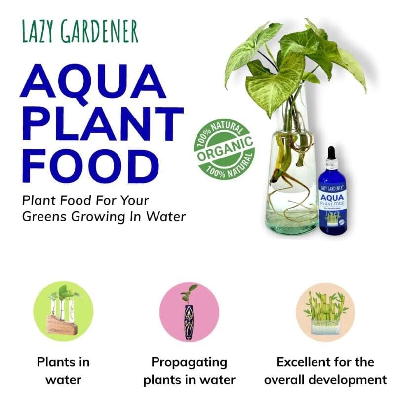 Aqua Plant Food - Fertilizer for Lucky Bamboo and Money Plant Growing in  Water – Lazy Gardener