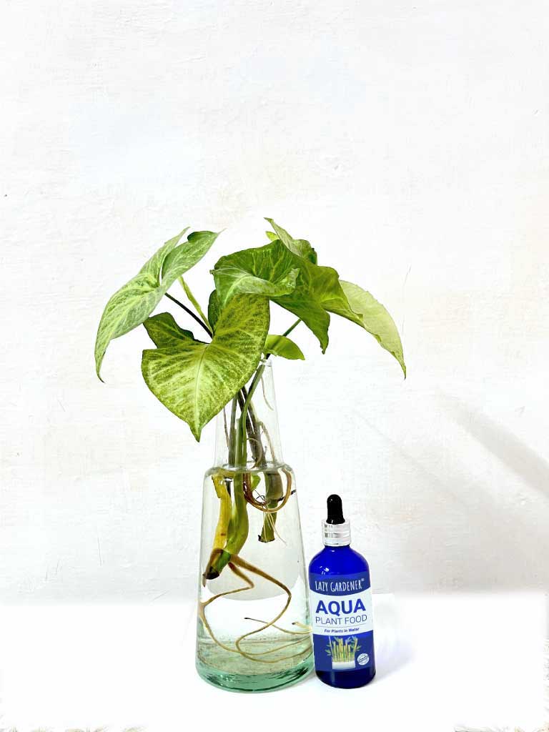 money plant water fertilizer Aqua Plant Food - Fertilizer for Lucky Bamboo and Money Plant Growing in Water – Lazy Gardener