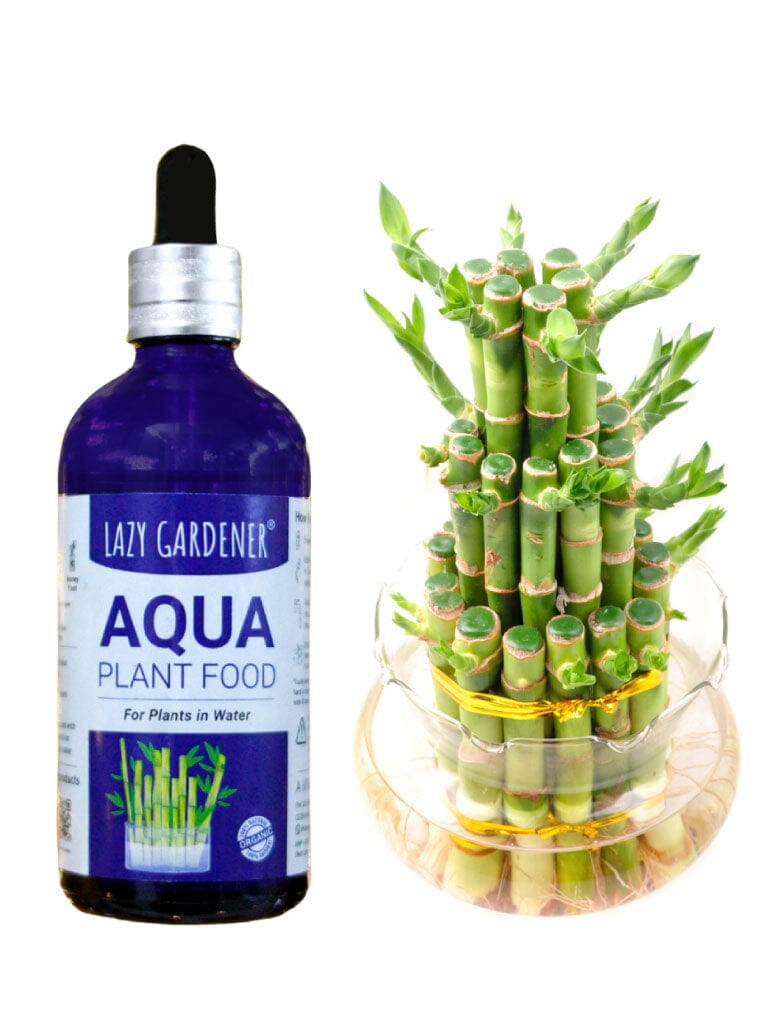 Aqua Plant Food - Fertilizer for Lucky Bamboo and Money Plant Growing in  Water  Lazy Gardener - Online Gardening Store India