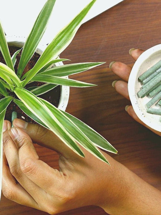 Epsom Salt + GreenStix Fertiliser