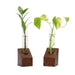 Propagation Station Mini - Sheesham wood Wooden single test tube planter LazyGardener 2 